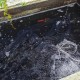 广东街头惊现走地鱼,海昌鱼是哪里产的？
