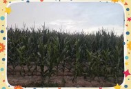 河南玉米收获季遇雨,2022河南下雨玉米旱情能解决吗？