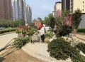 商场外给枯树绑绿叶,2021年银川12月份树木还有绿叶嘛？