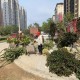 商场外给枯树绑绿叶,2021年银川12月份树木还有绿叶嘛？