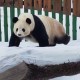 造谣熊猫受虐圈20万,熊猫思嘉怎么被解救的？