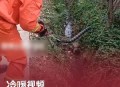 被蛇咬伤网友救命,被蛇咬伤网友救命视频