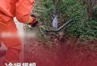 被蛇咬伤网友救命,被蛇咬伤网友救命视频