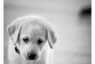 部分5A景区被抛弃,十堰8岁男孩四川景区失联第8天：家人无奈放弃集体搜救，写下一封信, 你怎么看？