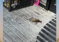 小鸟频撞死在玻璃墙,高速公路撞死飞鸟需要报警处理吗？