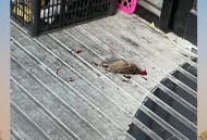 小鸟频撞死在玻璃墙,高速公路撞死飞鸟需要报警处理吗？