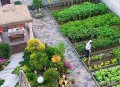 全家一起减肥瘦40斤,40平方的小院子种菜够一家吃嘛？