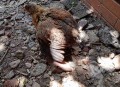 干部违规吃喝致死,请问鹅苗为什么会陆续死亡，买回来养着养着就腿发软，站不稳也不吃喝？