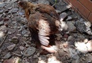干部违规吃喝致死,请问鹅苗为什么会陆续死亡，买回来养着养着就腿发软，站不稳也不吃喝？