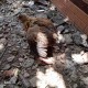 干部违规吃喝致死,请问鹅苗为什么会陆续死亡，买回来养着养着就腿发软，站不稳也不吃喝？