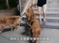 被狗绊倒刺死老太,狗绊死老太太视频