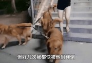 被狗绊倒刺死老太,狗绊死老太太视频