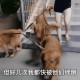 被狗绊倒刺死老太,狗绊死老太太视频