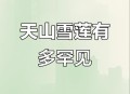 喜马拉雅现成片雪莲,孩子高三了学习很紧张，晚上觉不够睡，中午睡不着在饮食怎么做？