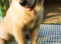 花3200为爱犬办婚礼,想买一华为手机，价位不超3200元，哪一个系列好点？