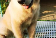 花3200为爱犬办婚礼,想买一华为手机，价位不超3200元，哪一个系列好点？