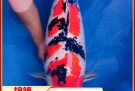 因鼻子发霉闻啥都臭,家里养的锦鲤不动有一条鼻子发霉一条尾巴歪了？