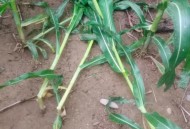 河南玉米收获季遇雨,玉米浇水后又下雨了怎么办？