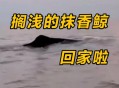 日本多条抹香鲸搁浅,日本抹香鲸手串贵吗