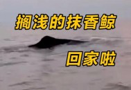 日本多条抹香鲸搁浅,日本抹香鲸手串贵吗