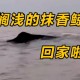 日本多条抹香鲸搁浅,日本抹香鲸手串贵吗