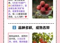 拍800斤贵妃同款荔枝,贵妃荔枝典故的寓意是什么？
