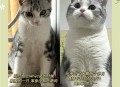 肥猫一年多减重16斤,一只猫大约几斤？