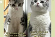 肥猫一年多减重16斤,一只猫大约几斤？