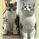 肥猫一年多减重16斤,一只猫大约几斤？