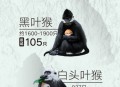 白头叶猴50米速降,黑叶猴和白头叶猴有什么不同？