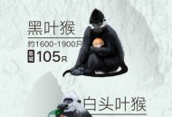 白头叶猴50米速降,黑叶猴和白头叶猴有什么不同？