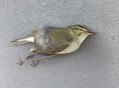 小鸟频撞死在玻璃墙,小鸟撞玻璃死了是何征兆