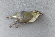小鸟频撞死在玻璃墙,小鸟撞玻璃死了是何征兆