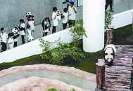 卡塔尔熊猫馆仍营业,卡塔尔熊猫馆有多豪华？