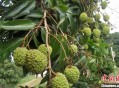 一棵树结30种荔枝,一棵树结30种荔枝的故事