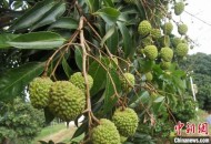 一棵树结30种荔枝,一棵树结30种荔枝的故事