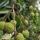 一棵树结30种荔枝,一棵树结30种荔枝的故事