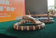 广东一小区蛇群泛滥,广东有养蟒广蛇的吗？