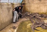 男子意外钓到鳄鱼,男子意外钓到鳄鱼的电影