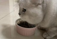 肥猫一年多减重16斤,肥猫一年多减重16斤正常吗