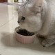 肥猫一年多减重16斤,肥猫一年多减重16斤正常吗
