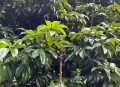 一棵树结30种荔枝,一颗荔枝树能结果吗？