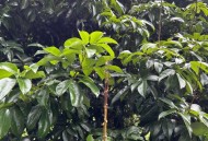 一棵树结30种荔枝,一颗荔枝树能结果吗？