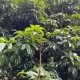 一棵树结30种荔枝,一颗荔枝树能结果吗？