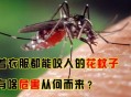花蚊子为什么这么毒,花蚊子最怕的克星