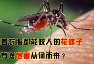 花蚊子为什么这么毒,花蚊子最怕的克星