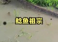放生2.5万斤外来鲇鱼,放生鲶鱼的功德