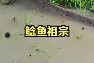 放生2.5万斤外来鲇鱼,放生鲶鱼的功德