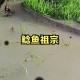 放生2.5万斤外来鲇鱼,放生鲶鱼的功德