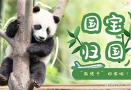 4只旅日大熊猫回国,国宝大熊猫回国了吗？